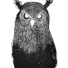 Owl – print